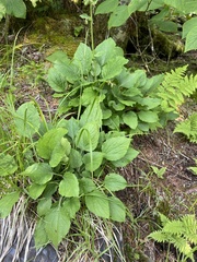 Rugelia nudicaulis