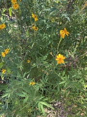 Tagetes lemmonii