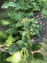 Rugelia nudicaulis