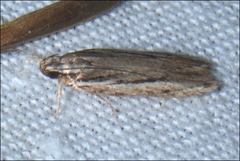 Ardozyga amblopis