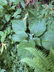 Rugelia nudicaulis
