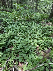 Rugelia nudicaulis