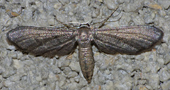 Protoproutia laredoata