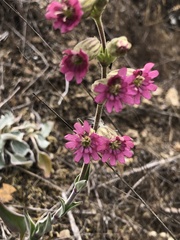 Silene scouleri