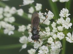 Cheilosia pagana