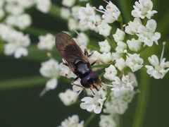 Cheilosia pagana
