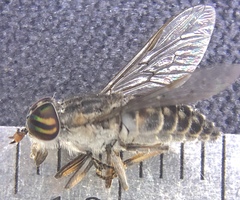 Tabanus pumilus