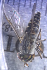 Tabanus pumilus