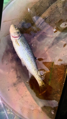 Cyprinella lutrensis