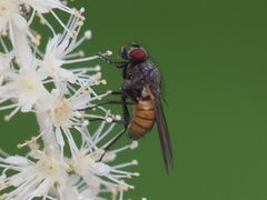 Thricops semicinereus