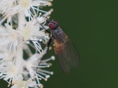 Thricops semicinereus