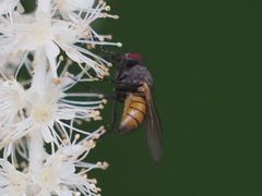 Thricops semicinereus