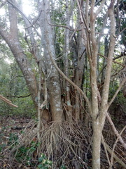 Bravaisia integerrima