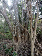 Bravaisia integerrima