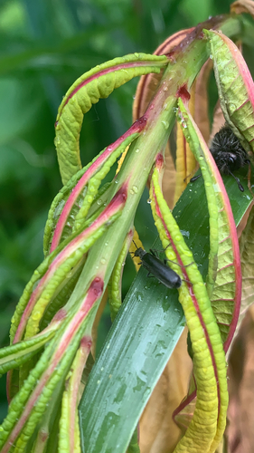 photo of Cucujiform Beetles (Cucujiformia)