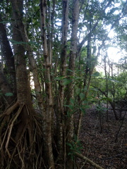 Bravaisia integerrima