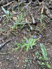 Allophyllum gilioides