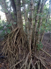 Bravaisia integerrima