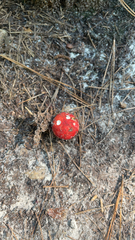 Amanita parcivolvata