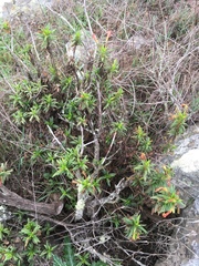 Diplacus parviflorus