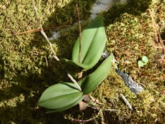 Epidendrum longipetalum