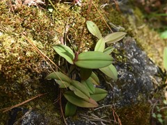 Epidendrum longipetalum