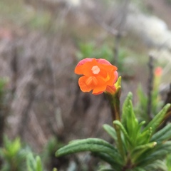 Diplacus parviflorus