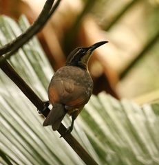 Ptiloris victoriae