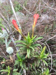 Diplacus parviflorus