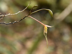 Epidendrum longipetalum