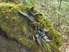 Epidendrum longipetalum