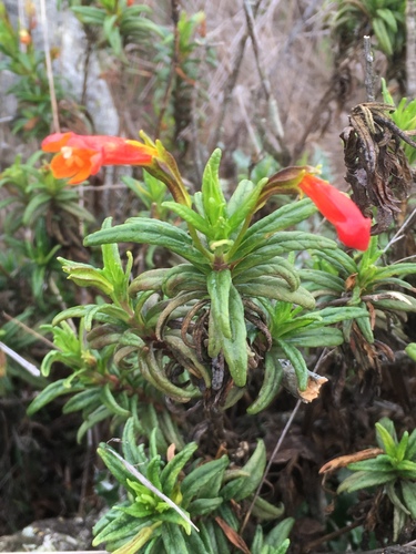 island bush monkeyflower (Diplacus parviflorus)