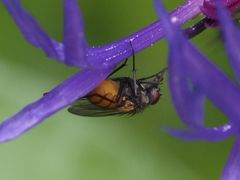 Thricops semicinereus