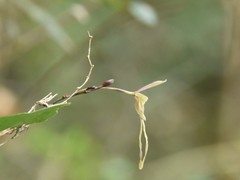 Epidendrum longipetalum