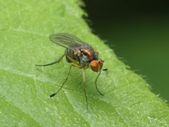 Dolichopus popularis