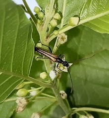 Strangalia acuminata