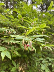 Vaccinium erythrocarpum