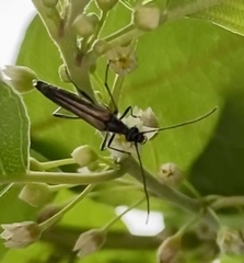 Strangalia acuminata