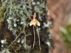 Epidendrum longipetalum