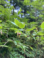 Vaccinium erythrocarpum