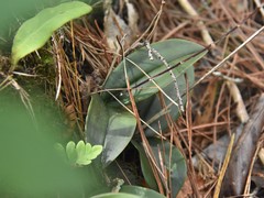 Epidendrum longipetalum