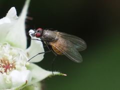 Thricops semicinereus