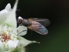 Thricops semicinereus