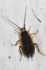 Ectobius sylvestris