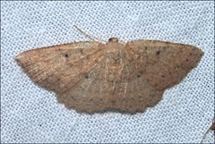 Casbia melanops