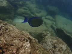 Acanthurus blochii