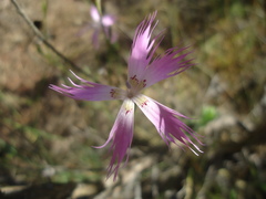 Dianthus broteri