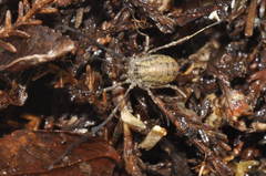 Paroligolophus meadii