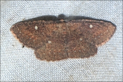 Casbia melanops