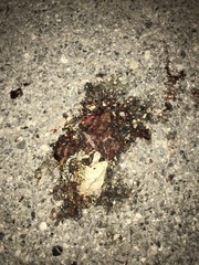 Bufotes viridis balearicus